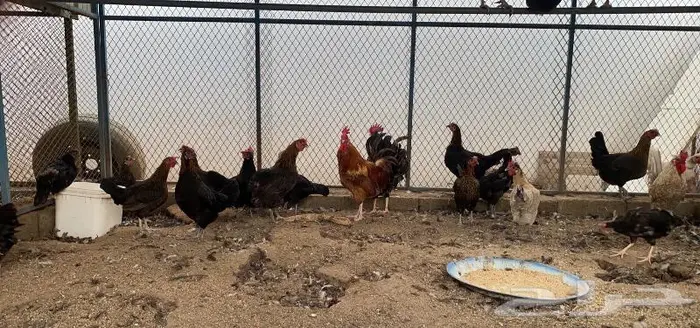 للبيع دجاج اسود صك 3 ديوك 0