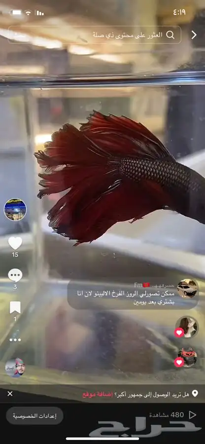 جميع انواع اسماك الزينه 3