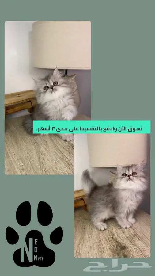 قطط اقساط كيتن سكوتش فولد شيرازي هملايا هاف بيكي بيرشن انثى 1