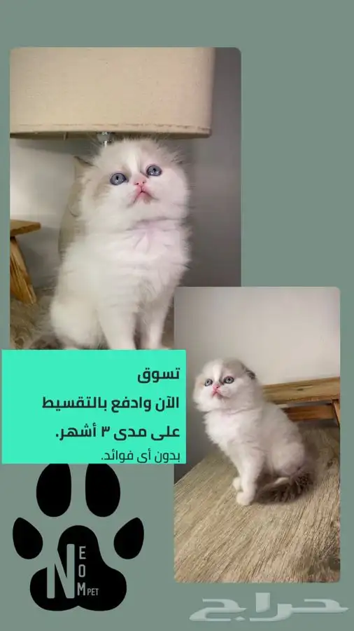 كيتن سكوتش فولد هملايا شيرازي راغدول انثى ذكر قطه بسه قطط 1