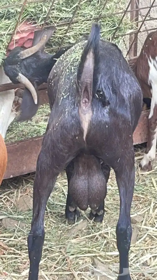 مشروع فحل هجين كلهاري فاخر(تم البيع) 10