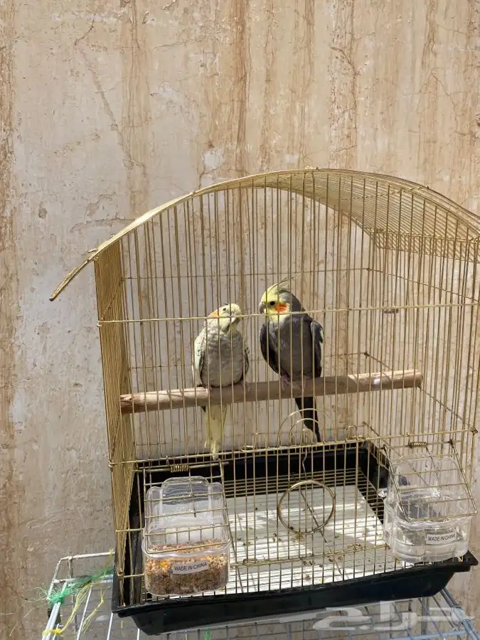 زوج كروان الذكر اليف 0
