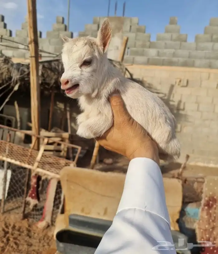ماعز قزم صغير الليف الماعزالقزم الجميل صديق الاطفال والجميع 3