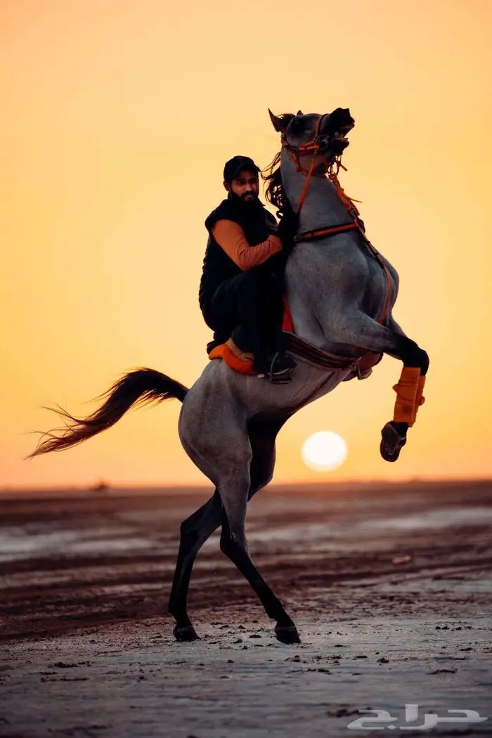مصور محترف 2