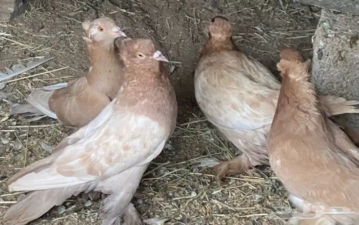 حمام للبيع 2