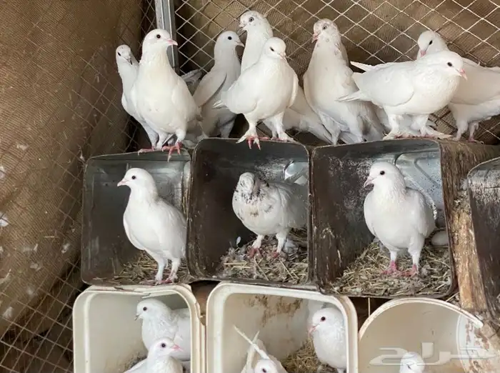 حمام للبيع 3