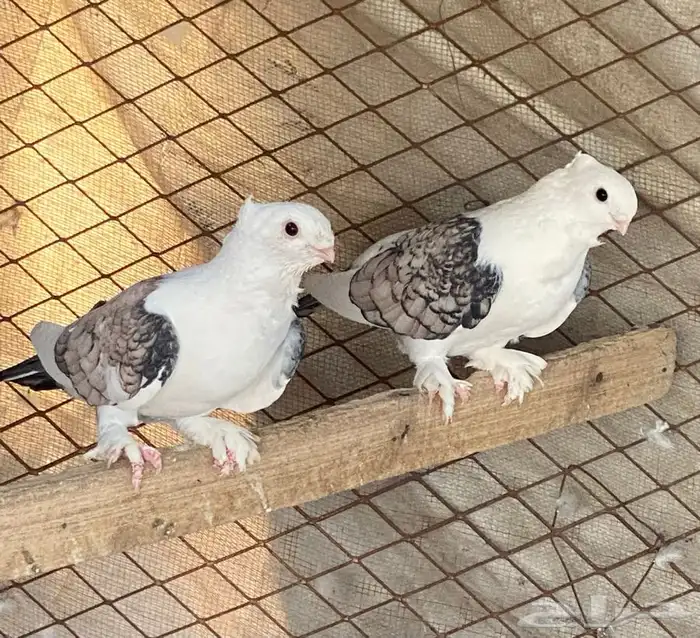 حمام للبيع 0