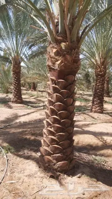 تسوير المزارع والأراضي وبيع وشراء النخيل والتمور 2