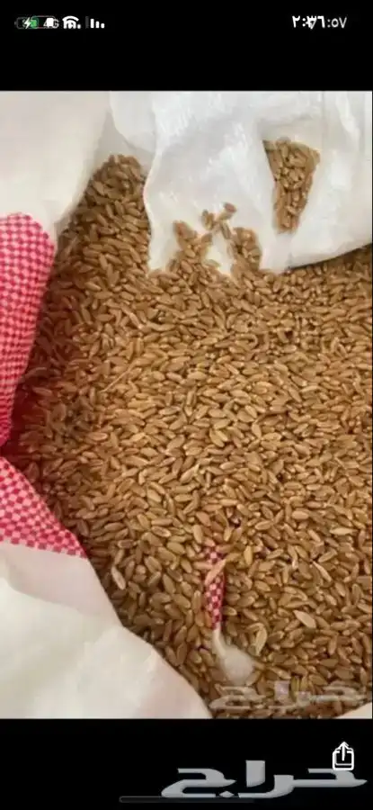 دقيق بر معيه وسمن وزبده ابقار 1