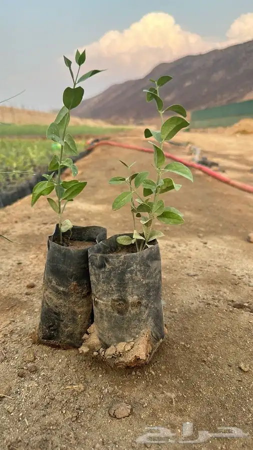 اشجار بريه اسعار جملة 0