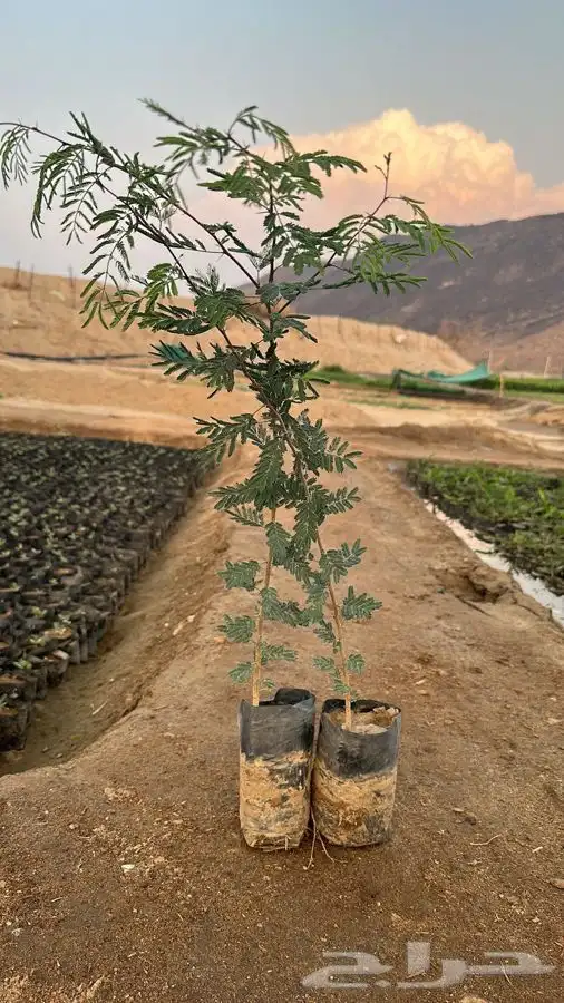 اشجار بريه اسعار جملة 2