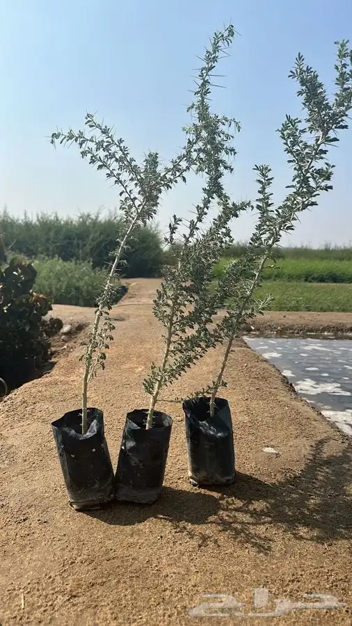 اشجار بريه اسعار جملة 10