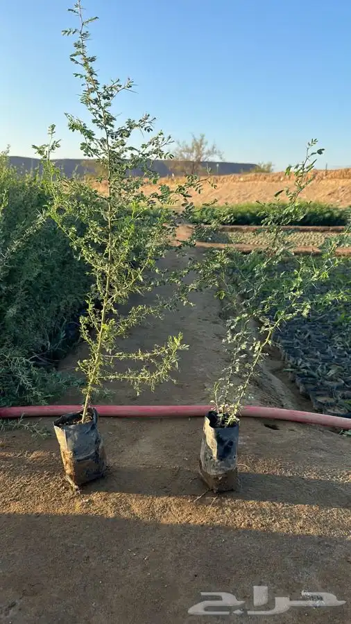اشجار بريه اسعار جملة 7