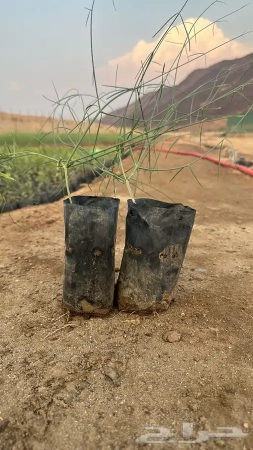اشجار بريه اسعار جملة 1