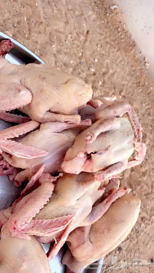 حمام فرنسي سوبر جامبوو 9