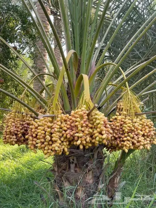 تسوير المزارع والأراضي وبيع وشراء النخيل والتمور 6