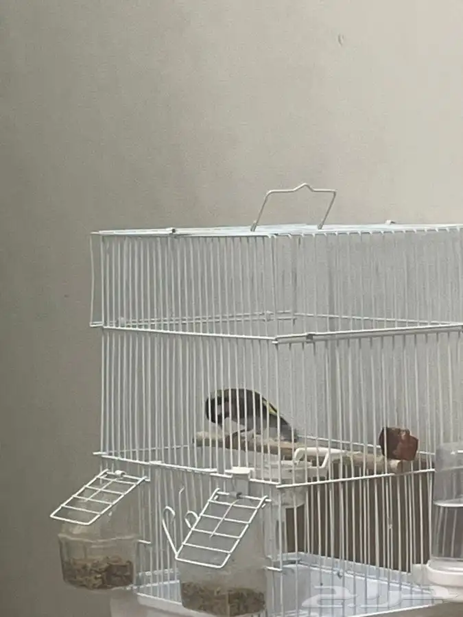 حسون تغريد تم البيع 0