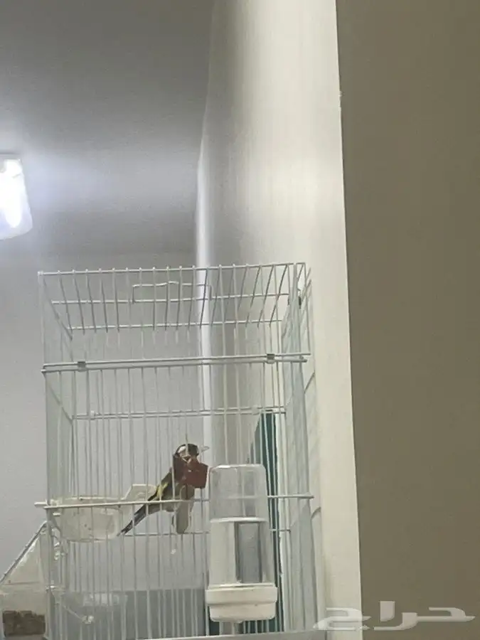 حسون تغريد تم البيع 2