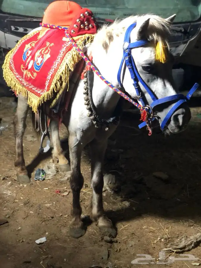 تأجير سيسي بوني خيل 3