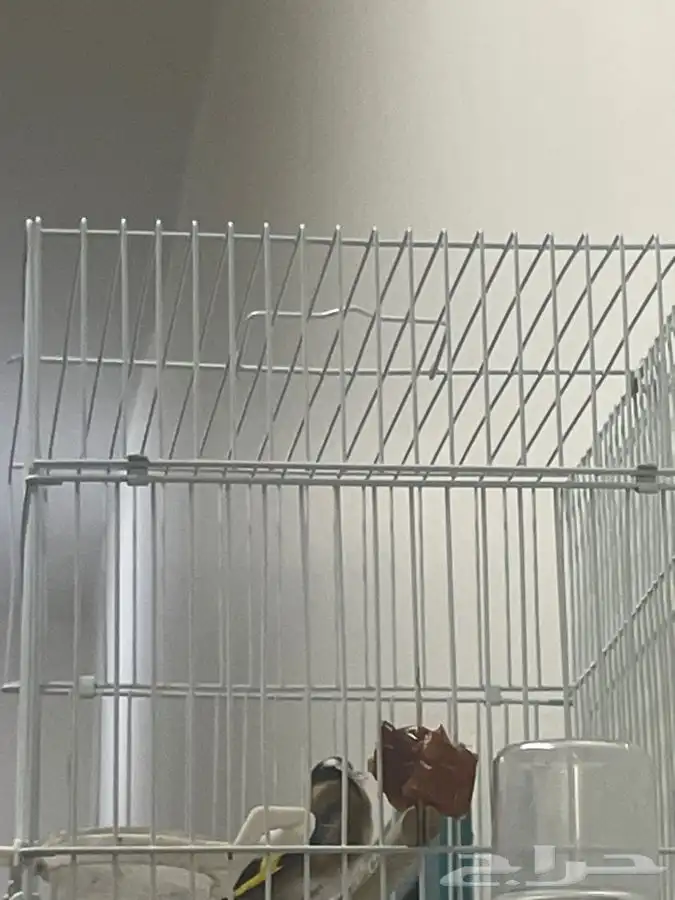 حسون تغريد تم البيع 1