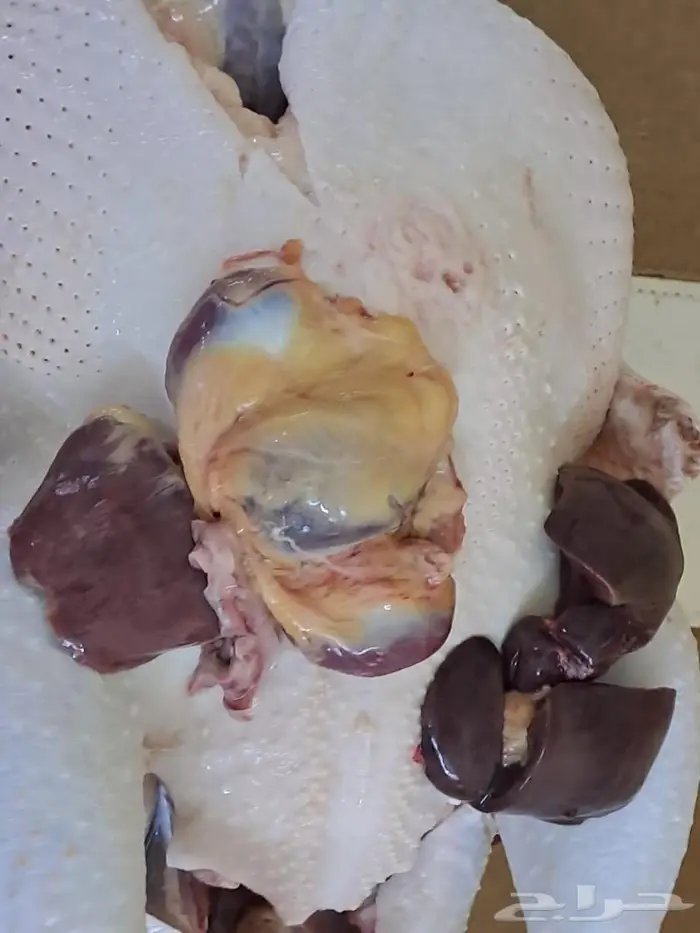 ديك رومي ذبح من 5 إلى 9 كيلو 5