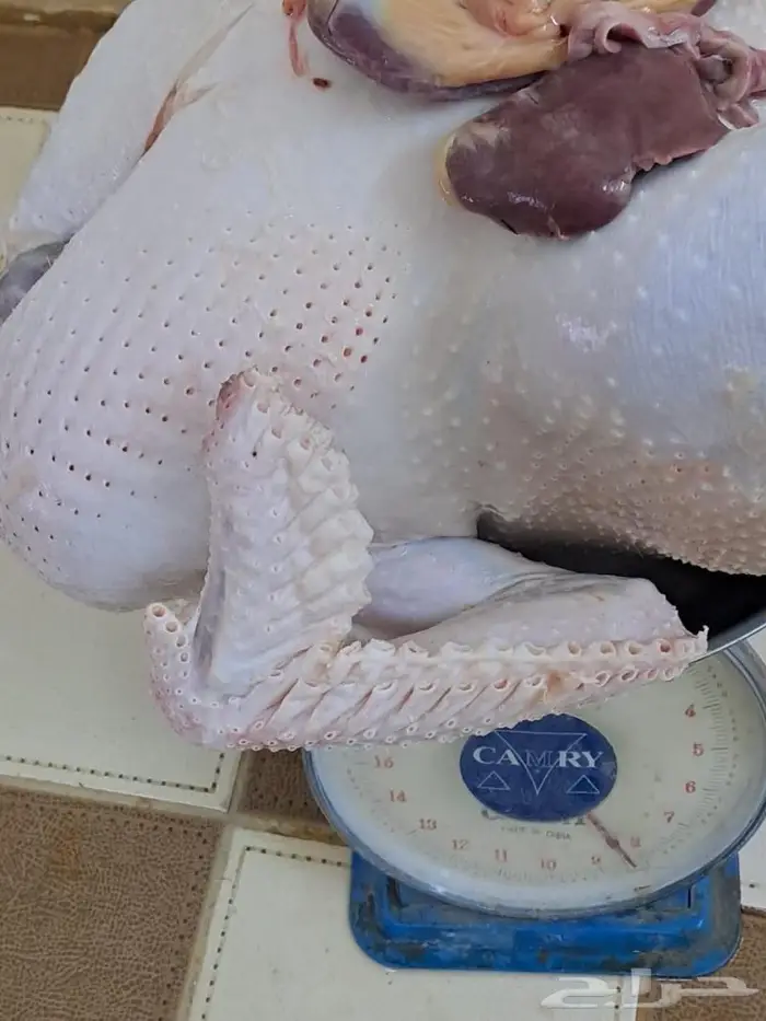 ديك رومي ذبح من 5 إلى 9 كيلو 8