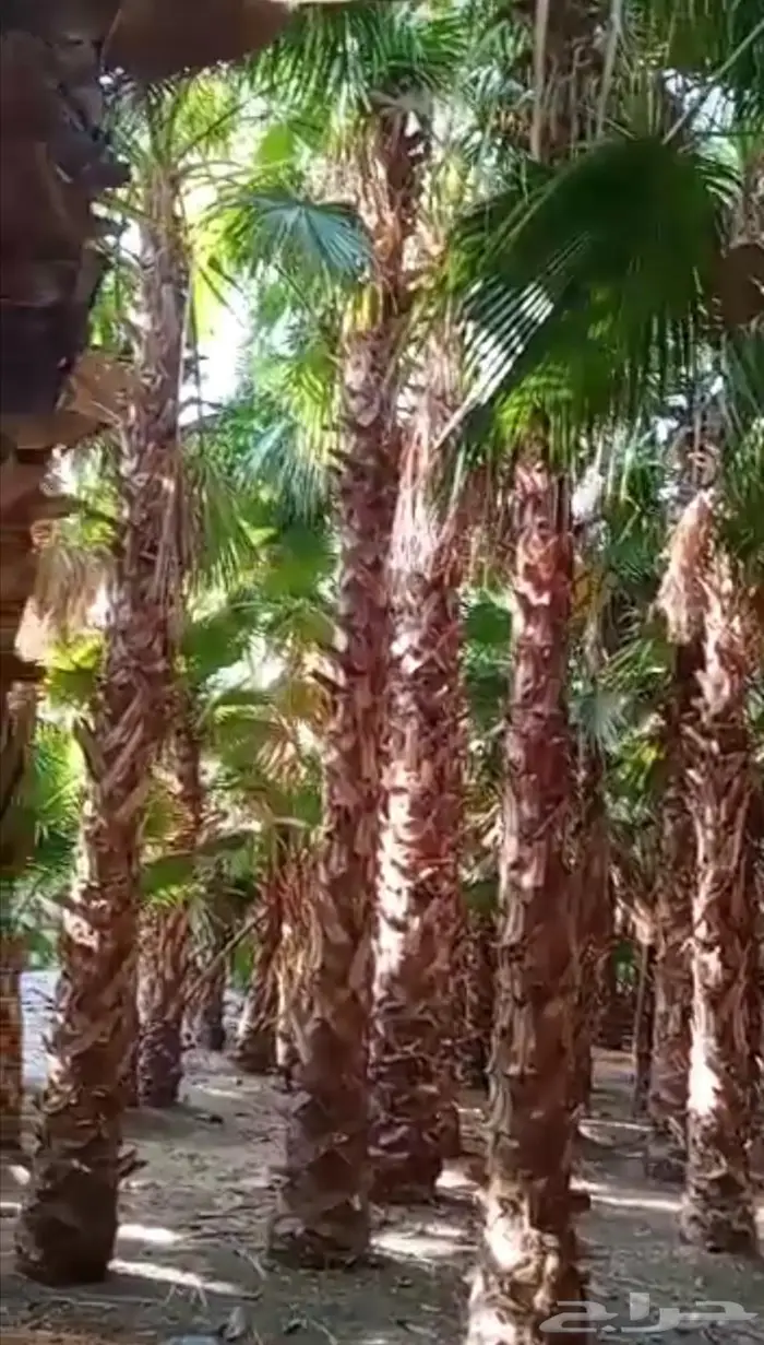 تسوير المزارع والأراضي وبيع وشراء النخيل والتمور 7