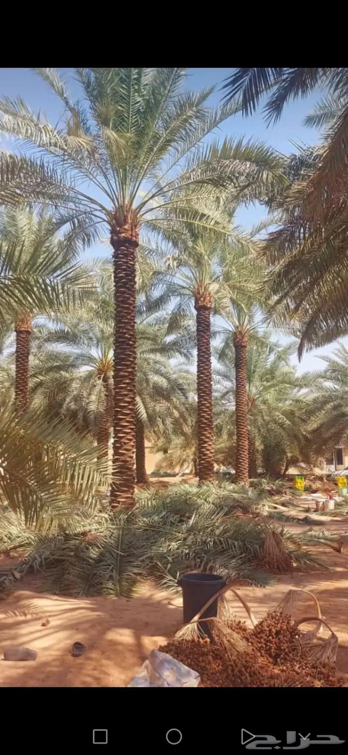 تسوير المزارع والأراضي وبيع وشراء النخيل والتمور 8