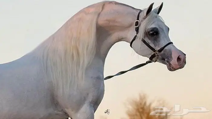 مربط للايجار بمكة 0