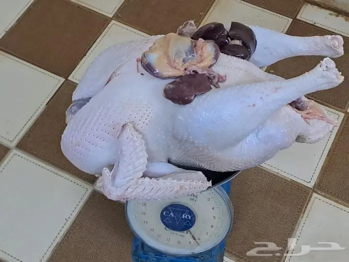 ديك رومي ذبح من 5 إلى 9 كيلو 3