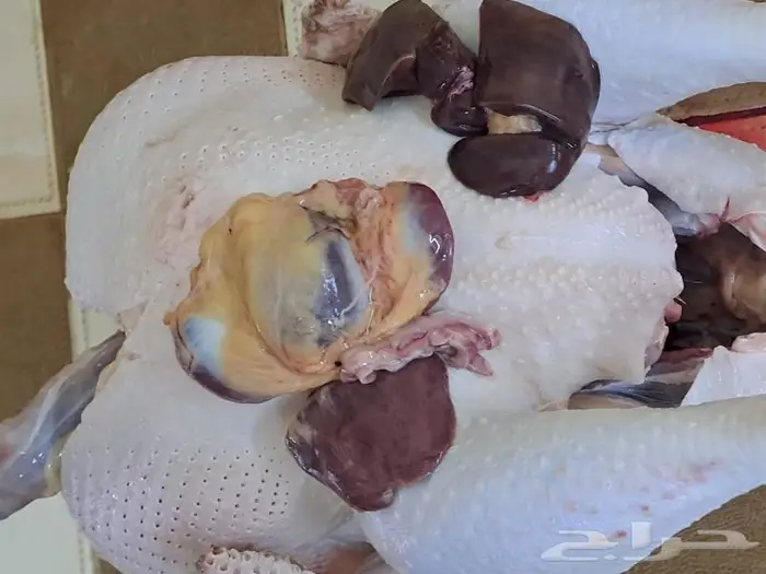 ديك رومي ذبح من 5 إلى 9 كيلو 4