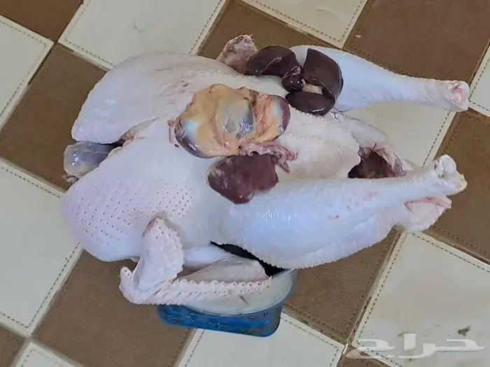 ديك رومي ذبح من 5 إلى 9 كيلو 7