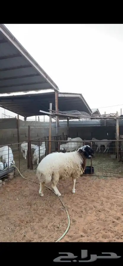 خروف نعيمي 5