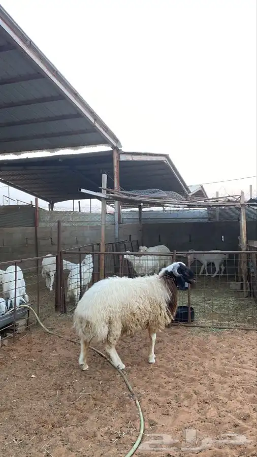 خروف نعيمي 3