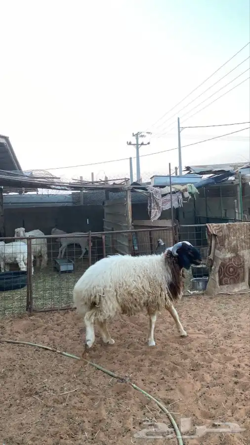 خروف نعيمي 1