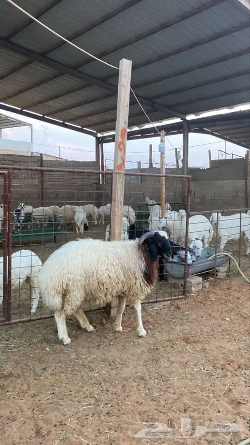 خروف نعيمي 4