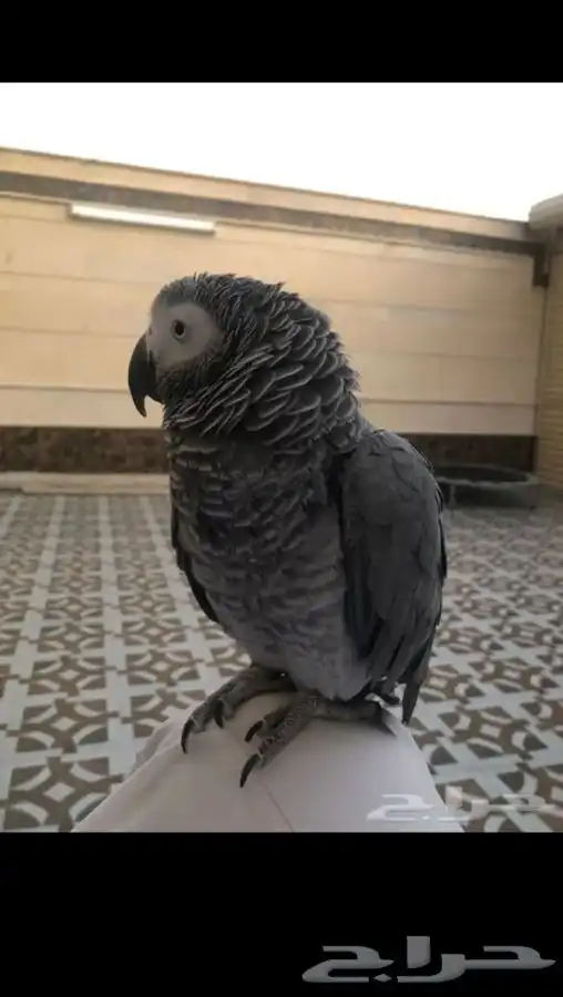 للبيع أنثى كاسكو أليفه مع قفص و ستاند هدية 6