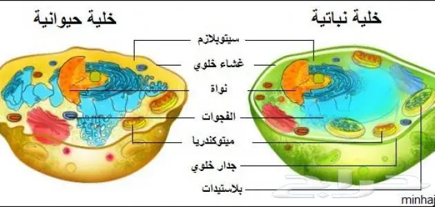 مدرسة أحيا ومناعة وتشريح نسيجي 1