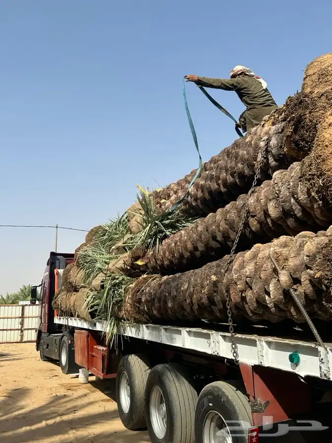 جثايث نخيل طالع من القصيم على جده 0