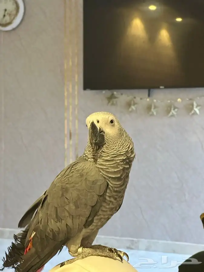 للبيع أنثى كاسكو أليفه مع قفص و ستاند هدية 1