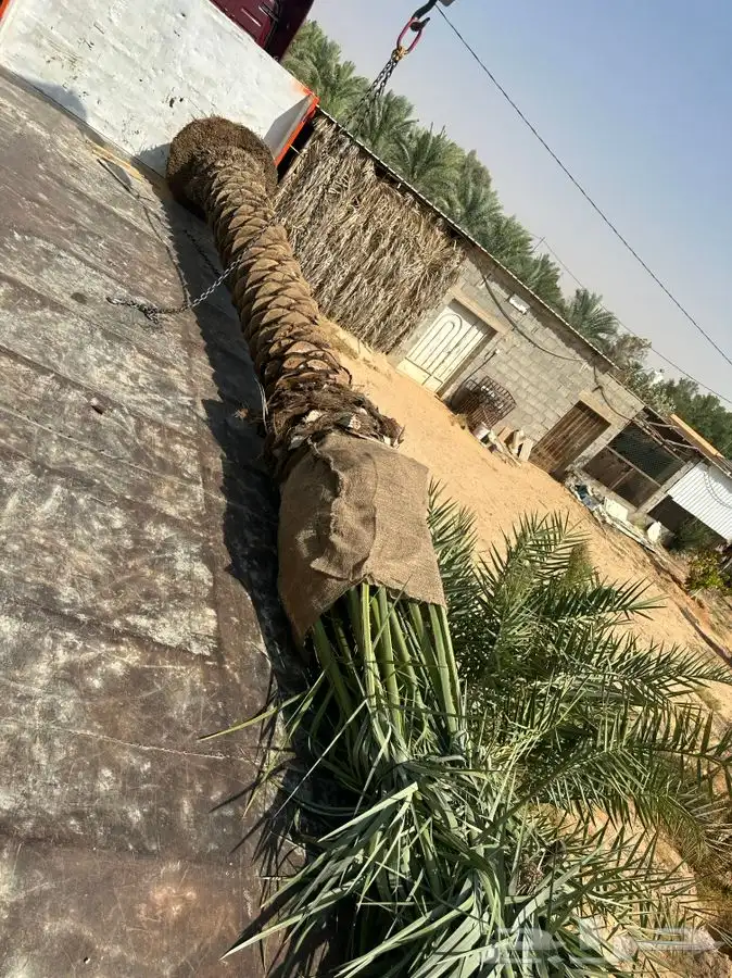 جثايث نخيل طالع من القصيم على جده 3