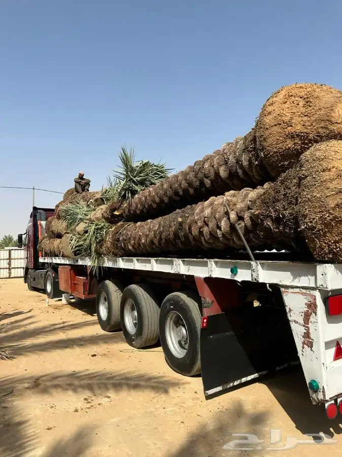 جثايث نخيل طالع من القصيم على جده 1