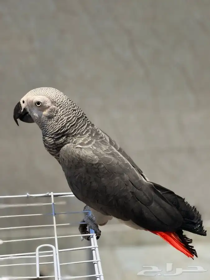 للبيع أنثى كاسكو أليفه مع قفص و ستاند هدية 0