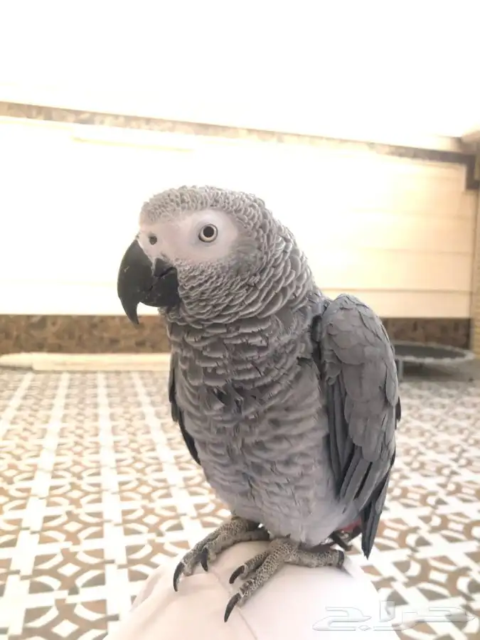 للبيع أنثى كاسكو أليفه مع قفص و ستاند هدية 7