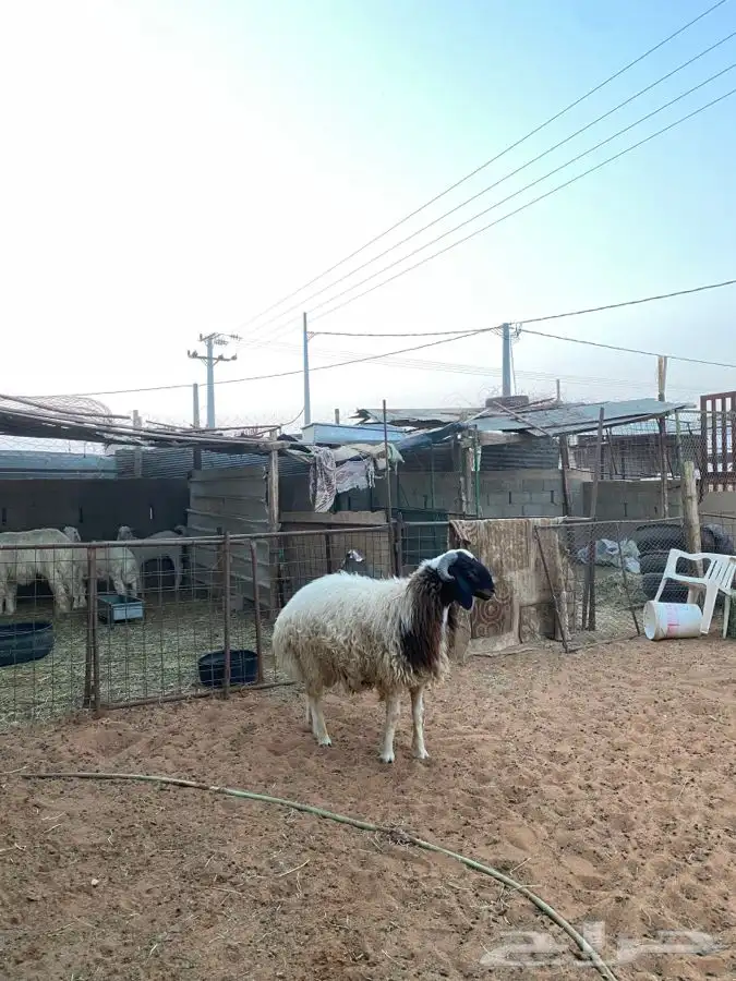 خروف نعيمي 0