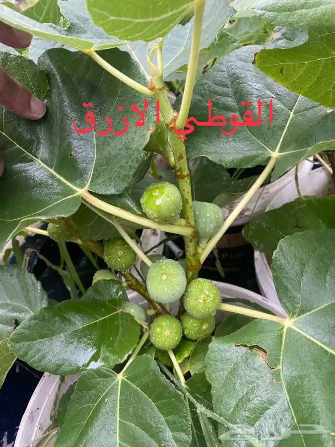 اصناف تين مغربية منتجة 4