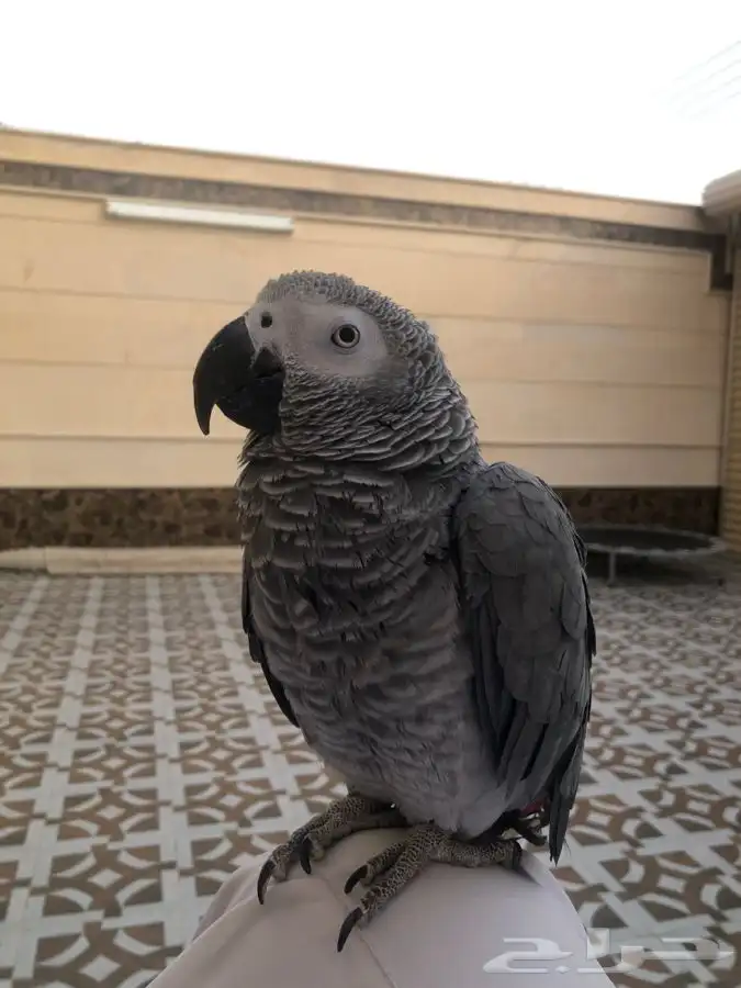 للبيع أنثى كاسكو أليفه مع قفص و ستاند هدية 8