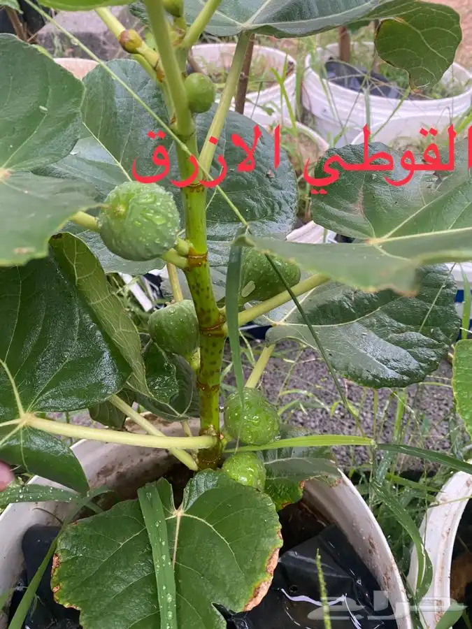 اصناف تين مغربية منتجة 2