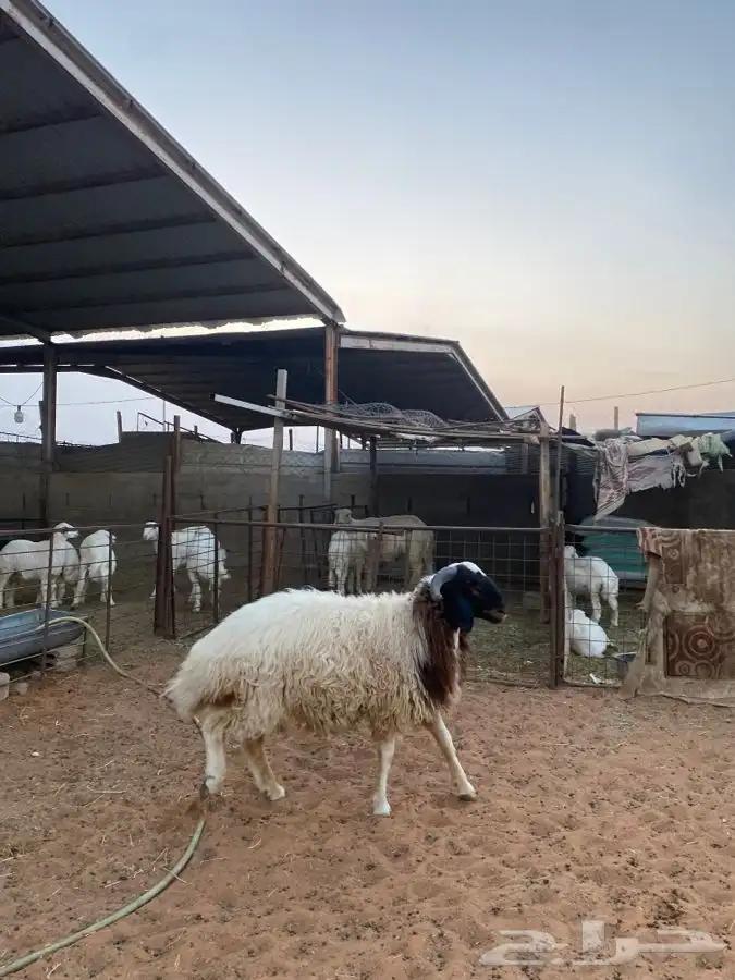 خروف نعيمي 2