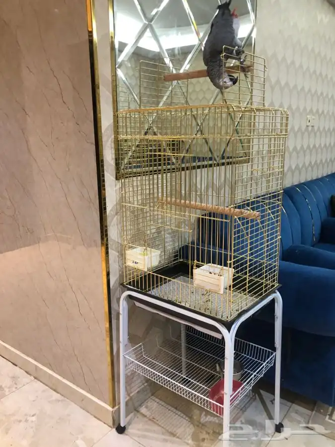 للبيع أنثى كاسكو أليفه مع قفص و ستاند هدية 9